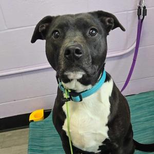 Lebowski, Retriever, Black Labrador, adult, available for adoption