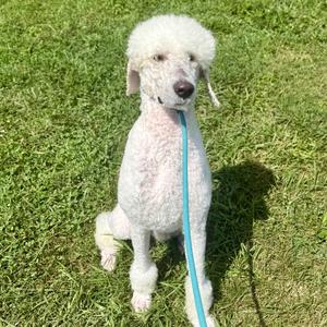 Kewpie, Labradoodle, adult, available for adoption