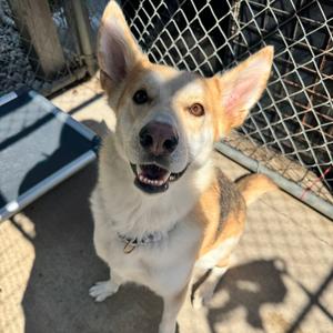 Goose, Shepherd, adult, available for adoption