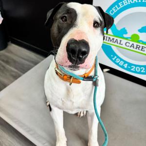 Macho Man, Terrier, Bull, adult, available for adoption