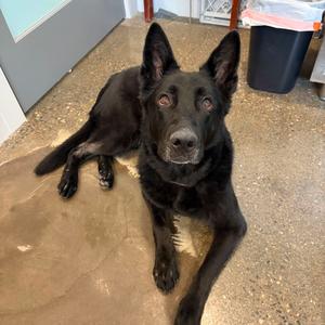 Sheba, Shepherd, German, adult, available for adoption