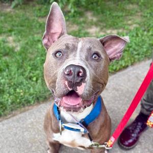 Sawyer, Terrier, Pit Bull, adult, available for adoption
