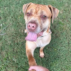 A brown dog with a pink nose and tongue sticking out, standing on grass and looking at the camera. A person's hand is reaching out to pet the dog.