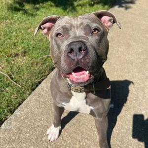 Pauly, Terrier, American Staffordshire, adult, available for adoption