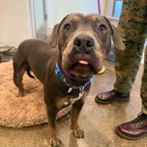 Sir Loin, Rottweiler, adult, available for adoption
