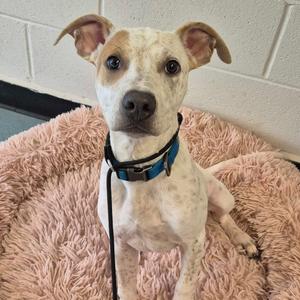 A white dog with brown spots sitting on a pink fluffy bed