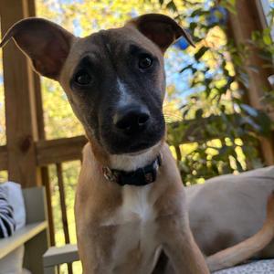 Sportacus, Malinois, Belgian, puppy, available for adoption