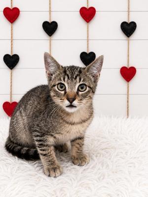 Enchilada, kitten, available for adoption