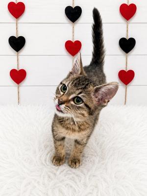 Beryl, kitten, available for adoption