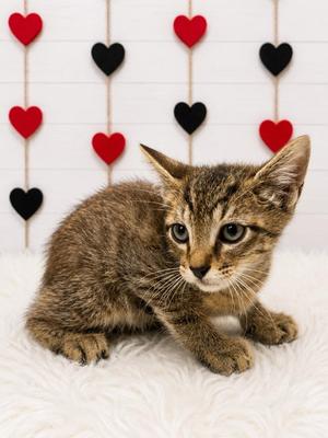Churro, kitten, available for adoption