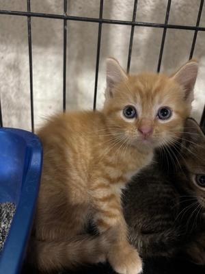 Captain Lava, young, available for adoption