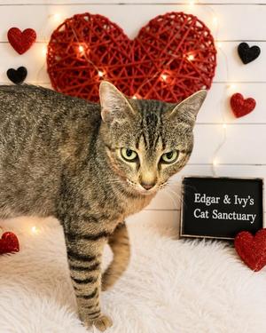 Daylight, young, available for adoption