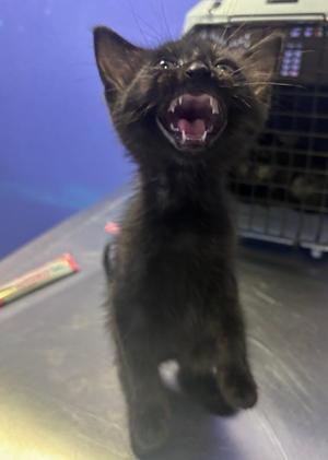 Delta, kitten, available for adoption