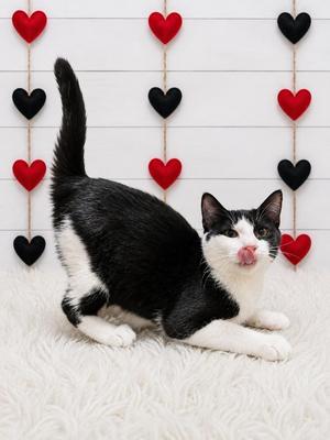 Galant, kitten, available for adoption