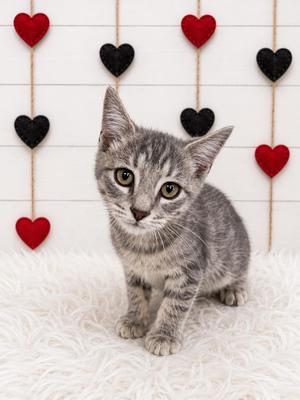 Asada, kitten, available for adoption