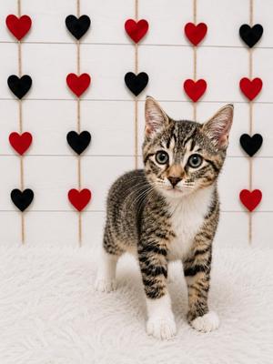 Fawn, kitten, available for adoption