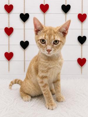 Dougie, kitten, available for adoption