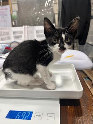 Debutant, kitten, available for adoption