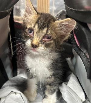 Ellie, kitten, available for adoption