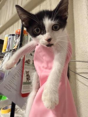 Fancy, kitten, available for adoption