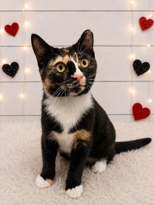 Coffee, kitten, available for adoption