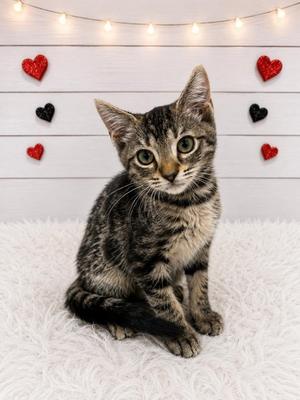 Aquaman, kitten, available for adoption