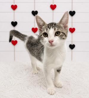 Chameleon, kitten, available for adoption