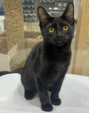 Admiral, kitten, available for adoption