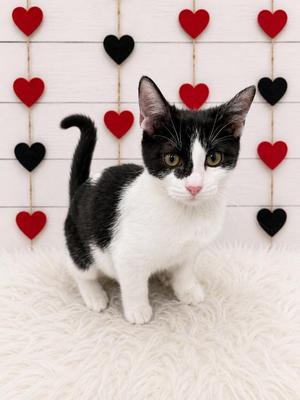 Firefly, kitten, available for adoption