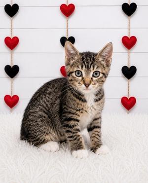 Bad Bunny, kitten, available for adoption