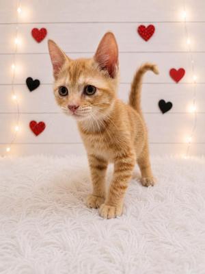 Earth, kitten, available for adoption