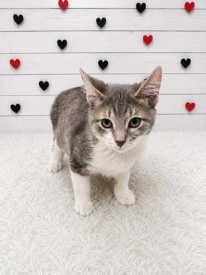 Floatie, kitten, available for adoption