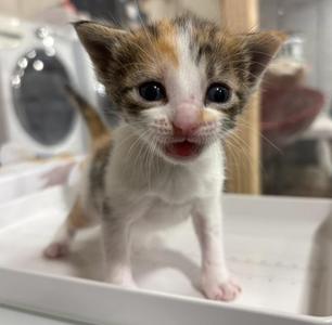 Ava, kitten, available for adoption