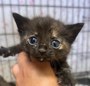 Angel, kitten, available for adoption