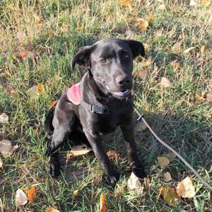 Commander, Mixed Breed, young, available for adoption