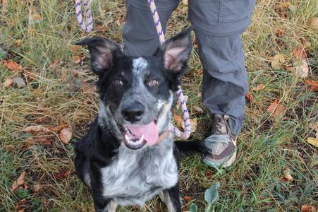 A black and white dog with pointed ears and a pink tongue sticking out, sitting on grass with a person's legs and a leash visible in the background.