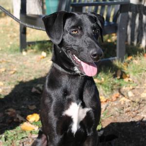 Otter, Mixed Breed, young, available for adoption