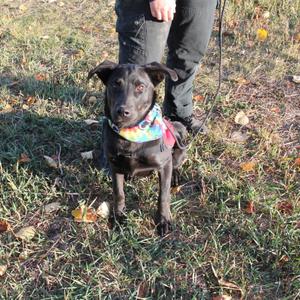 A black dog wearing a colorful bandana stands on grass with a person in the background.