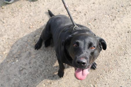 Mazy, Labrador Retriever, adult, available for adoption