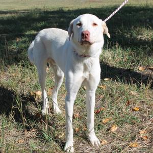 Bubba Jay, Mixed Breed, young, available for adoption