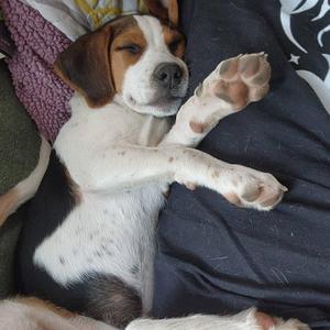 Sweetie, Beagle, puppy, available for adoption