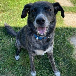 Streamer, Mountain Cur, adult, available for adoption