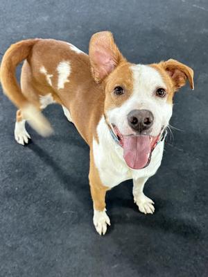 Rockie, Labrador Retriever, young, available for adoption