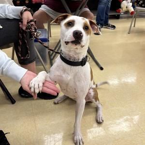 Tommie, Terrier, young, available for adoption