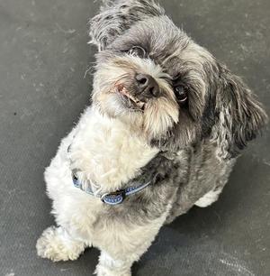 Teddy, Shih Tzu, adult, available for adoption