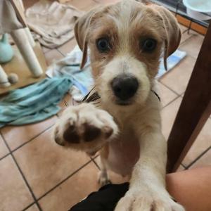Sparky, Beagle, puppy, available for adoption