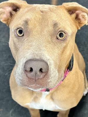 Close-up of a light brown dog with large, expressive eyes and a pink collar, looking directly at the camera.