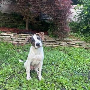 Lilac, Terrier, puppy, available for adoption