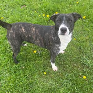 Chaka Khan- Paws- in-Prison Graduate!, Mixed Breed (Medium), adult, available for adoption