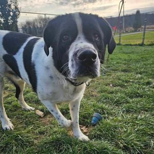 A black and white dog with a white face and chest, standing on grass in a park.
